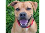 Adopt Scooby a Boxer