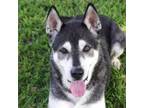 Adopt Blake a Siberian Husky