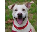 Adopt Frankie a Labrador Retriever