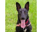 Adopt Puppy Baxter a Black Labrador Retriever