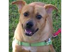 Adopt Peanut a Carolina Dog