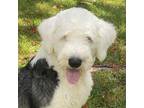 Adopt Bishop a Old English Sheepdog