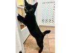 Adopt Mason a Domestic Short Hair