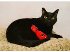 Adopt Mack a Domestic Short Hair