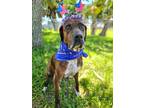Adopt Allen a Catahoula Leopard Dog, Mixed Breed