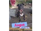 Adopt Angus a Mastiff