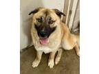 Adopt Pope a Shepherd