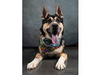 Adopt Turtle Run a Siberian Husky, Akita