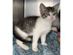 Adopt Maximus a Tabby, Domestic Short Hair