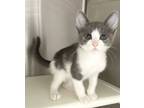 Adopt Jackson a Domestic Short Hair