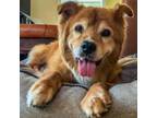 Adopt Roo Too a Chow Chow, Mixed Breed