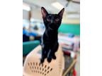 Adopt Firecracker a Domestic Short Hair