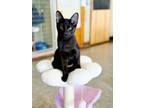 Adopt Azure a Domestic Short Hair