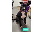 Adopt Randy a Pit Bull Terrier