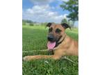Adopt Sketcher a Affenpinscher, Labrador Retriever