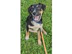 Adopt Brownie a Australian Cattle Dog / Blue Heeler
