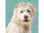 Adopt Bino a Wirehaired Terrier, Mixed Breed