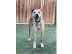 Adopt Jakku a Pit Bull Terrier, Shepherd
