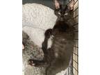 Adopt Tamale a Domestic Long Hair