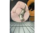 Adopt Chalupa a Domestic Short Hair