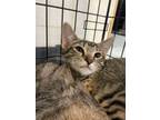Adopt Barqs a Domestic Short Hair