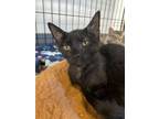 Adopt Cola a Domestic Short Hair