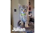 Adopt Julian a Domestic Short Hair
