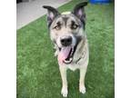 Adopt Spal a Siberian Husky, Anatolian Shepherd