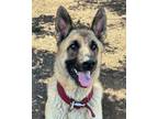 Adopt Scout a German Shepherd Dog, Mixed Breed