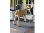 Adopt Champ~ a Golden Retriever