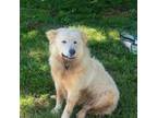 Adopt Johnny 5 a Golden Retriever, Great Pyrenees
