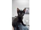 Adopt Paddy a Domestic Short Hair