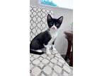 Adopt Quigley a Domestic Short Hair