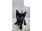 Adopt Murphy a Domestic Short Hair