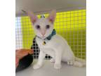 Adopt Alex a Siamese, Domestic Short Hair