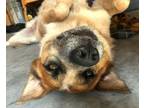 Adopt Blue a Australian Cattle Dog / Blue Heeler