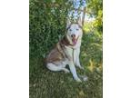 Adopt Arcanine (Jerry) a Husky