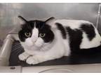 Adopt EINSTEIN a Domestic Short Hair