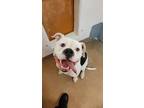 Adopt PRINCE a Pit Bull Terrier