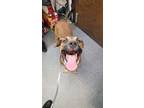Adopt FALL a Mastiff, Pit Bull Terrier