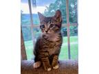 Adopt Leo a Tabby