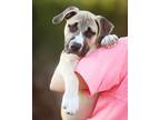 Adopt Chewy a Staffordshire Bull Terrier, Boxer