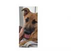Adopt Bear PKA Prince a German Shepherd Dog, Labrador Retriever