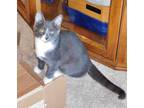 Adopt RAPHAEL - Artist Collection kittens a Domestic Short Hair