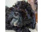 Adopt Karma a Cavalier King Charles Spaniel, Poodle