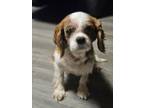 Adopt Zazu a Cavalier King Charles Spaniel