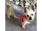 Adopt Scrappy Brown a Yorkshire Terrier