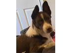 Adopt Julie's Brother a Australian Shepherd, Labrador Retriever