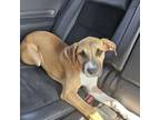 Adopt Finn aka Mickey a Boxer, Mixed Breed