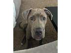 Adopt Trundle a Great Dane, Mixed Breed
